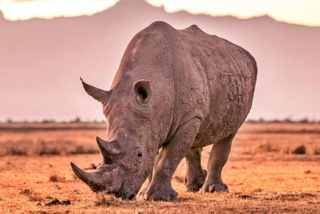 Asilia_Camp-Lodges_Ol-Pejeta-Bush-Camp_Camp-Carousel5 - Africa Typique Safari