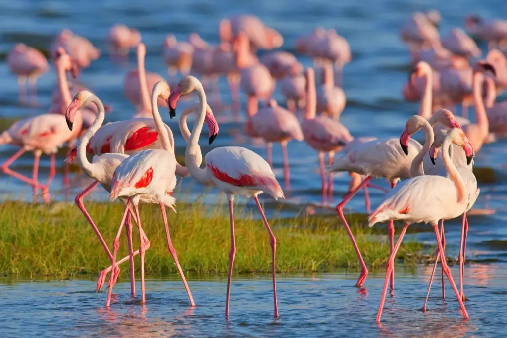 adumu-safaris-lake-nakuru-03-403312318 - Africa Typique Safari