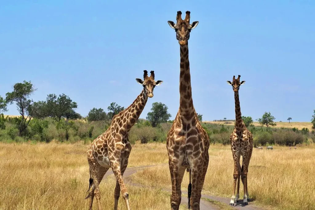 caption - Africa Typique Safari