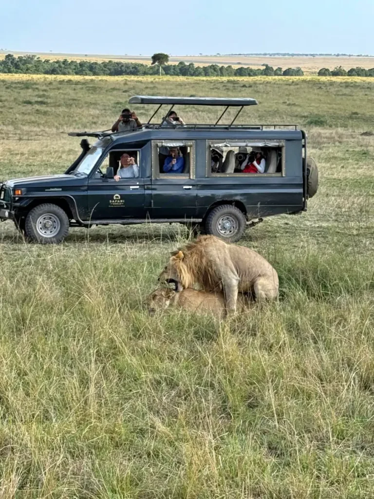 lion mounting - Africa Typique Safari